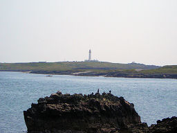 Basking seals