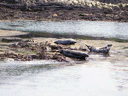 Basking Seals